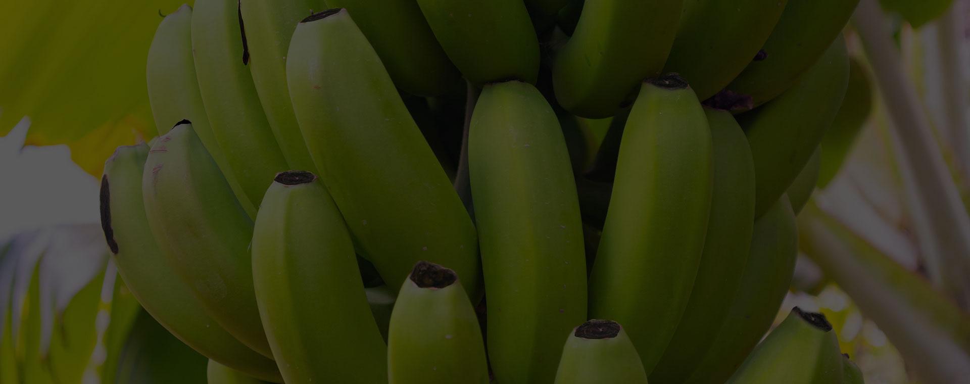 Bannari Bio-Fertilizers are easy to use than chemical fertilizers.