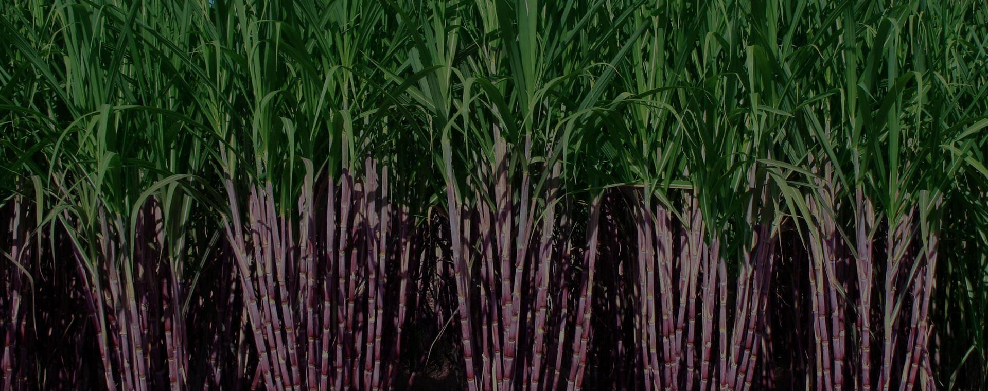 Bio fertilizers - Naturally enriched